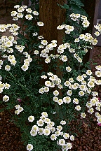 Feverfew by Stephen Foster